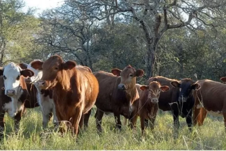 Están vigentes las líneas de crédito a valor producto para productores entrerrianos