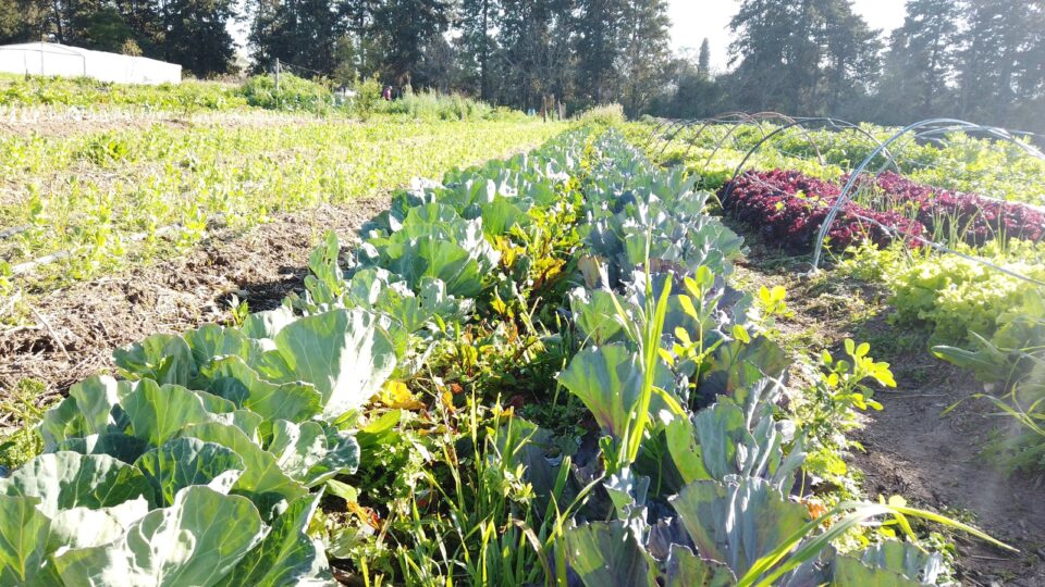 Programa de Huertas Agroecológicas y la Red de Huerteros: preparan la temporada primavera-verano