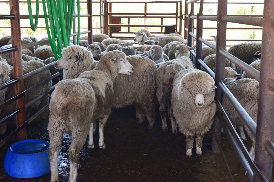 Este martes comenzó en Gualeguay la faena de ovinos para exportar a Kuwait