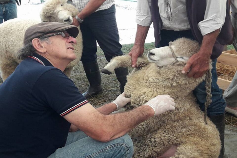 Productores ovinos de Entre Ríos exportaron 17 toneladas de carne a Medio Oriente